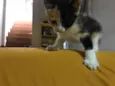 Paulinha