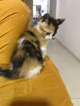 Paulinha