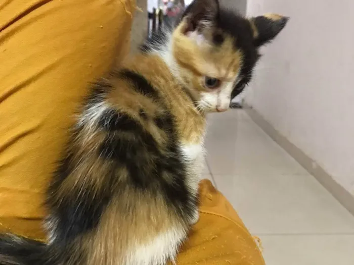 Gato raça  idade 2 a 6 meses nome Paulinha 