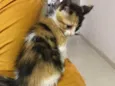 Paulinha