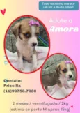 Cachorro raça SRD idade 2 a 6 meses nome Amora 