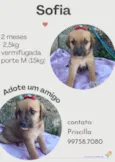 Cachorro raça SRD idade 2 a 6 meses nome Sofia 