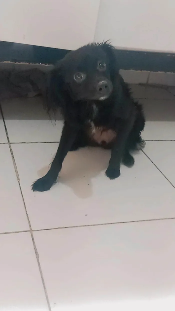 Cachorro ra a SRD-ViraLata idade 7 a 11 meses nome Gucy