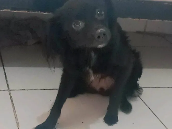 Cachorro ra a SRD-ViraLata idade 7 a 11 meses nome Gucy