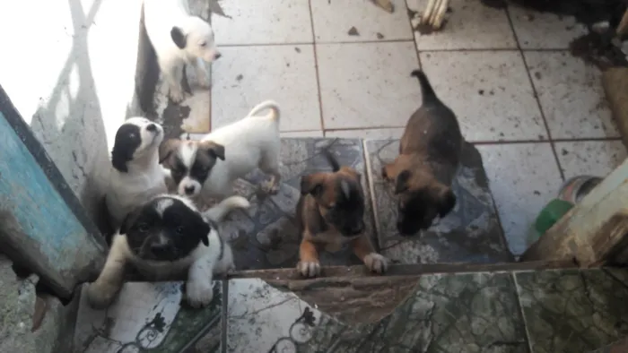 Cachorro ra a SRD-ViraLata idade 2 a 6 meses nome Sem 