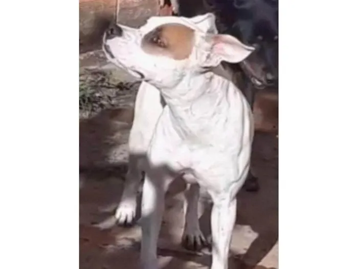 Cachorro ra a Pit bool ( mestiça) idade 3 anos nome MELL