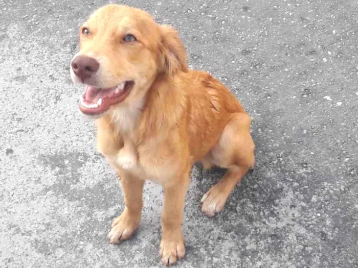 Cachorro ra a SRD-ViraLata idade 1 ano nome Sem nome