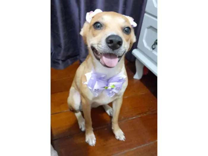 Cachorro ra a Srd idade 7 a 11 meses nome Juliette