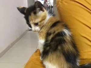 Gato raça  idade 2 a 6 meses nome Paulinha 