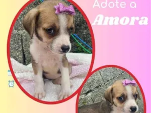 Cachorro raça SRD idade 2 a 6 meses nome Amora 