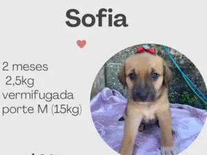 Cachorro raça SRD idade 2 a 6 meses nome Sofia 