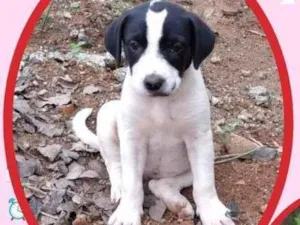 Cachorro raça SRD idade 2 a 6 meses nome Pandora 