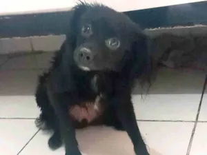 Cachorro raça SRD-ViraLata idade 7 a 11 meses nome Gucy