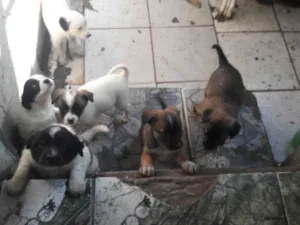 Cachorro raça SRD-ViraLata idade 2 a 6 meses nome Sem 