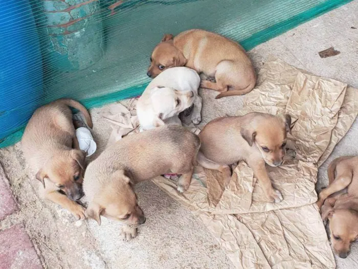 Cachorro ra a SRD idade 2 a 6 meses nome Sem nome