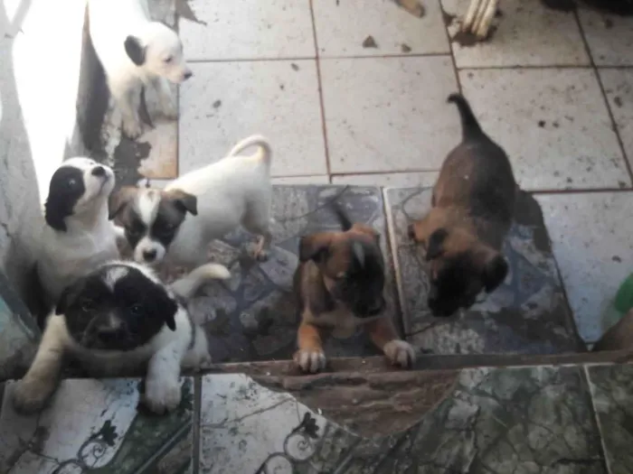 Cachorro ra a SRD-ViraLata idade 2 a 6 meses nome Sem 