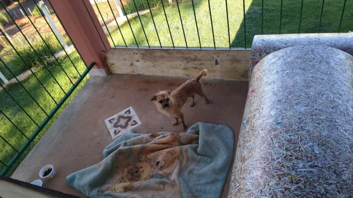 Cachorro raça SRD-ViraLata idade  nome Rosquinha