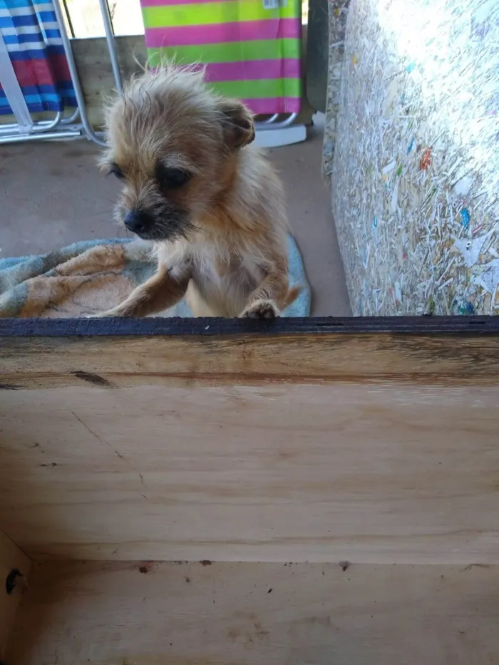 Cachorro raça SRD-ViraLata idade  nome Rosquinha