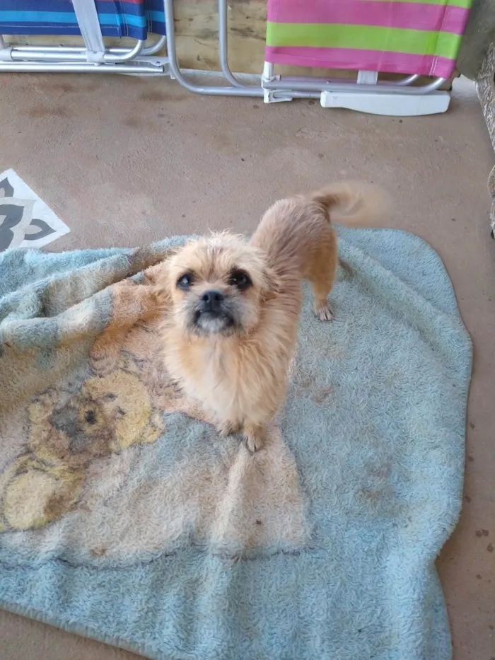 Cachorro raça SRD-ViraLata idade  nome Rosquinha