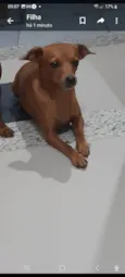 Belinha