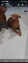 Belinha