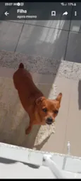 Belinha