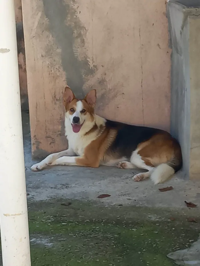 Cachorro ra a SRD-ViraLata border colie c/ pastor alemao idade 2 anos nome Donny