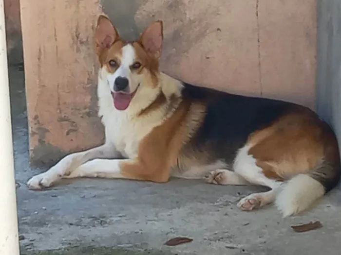 Cachorro ra a SRD-ViraLata border colie c/ pastor alemao idade 2 anos nome Donny