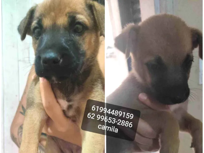 Cachorro ra a SRD-ViraLata idade Abaixo de 2 meses nome Gogu  e keyko