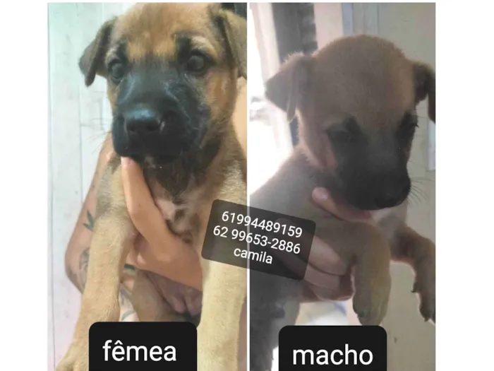 Cachorro ra a SRD-ViraLata idade Abaixo de 2 meses nome Gogu  e keyko
