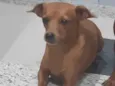 Belinha