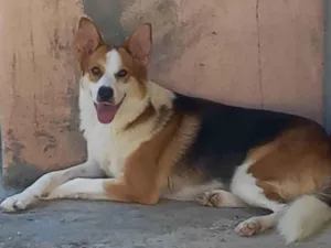 Cachorro raça SRD-ViraLata border colie c/ pastor alemao idade 2 anos nome Donny