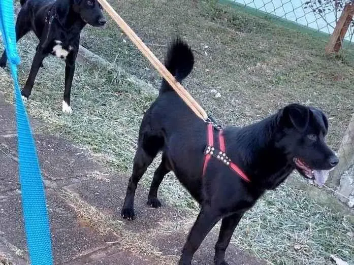 Cachorro ra a Mestiço idade 5 anos nome GRATIFICA - 500,00