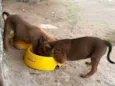 Gogu  e keyko