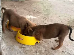 Cachorro raça SRD-ViraLata idade Abaixo de 2 meses nome Gogu  e keyko