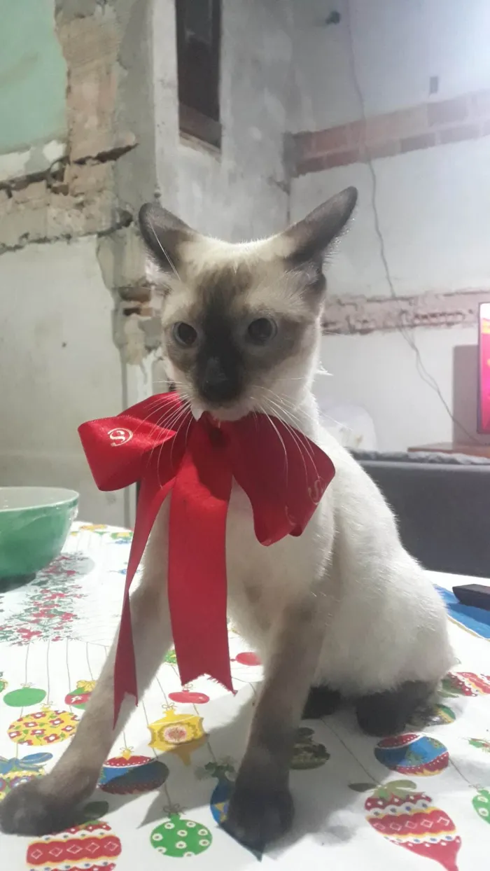 Gato ra a Siamês idade 2 anos nome Yuri