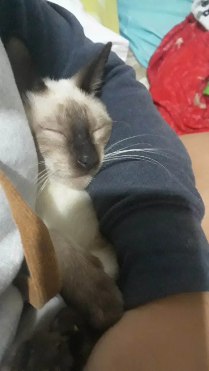 Gato ra a Siamês idade 2 anos nome Yuri