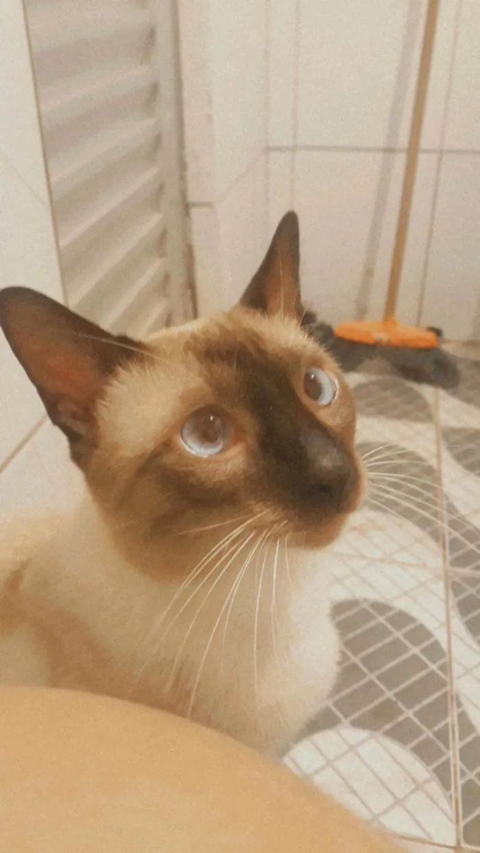 Gato ra a Siamês idade 2 anos nome Yuri