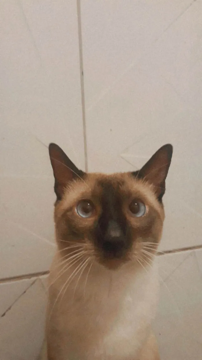 Gato ra a Siamês idade 2 anos nome Yuri