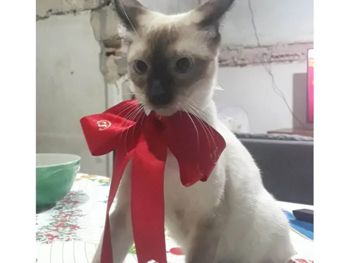 Gato ra a Siamês idade 2 anos nome Yuri