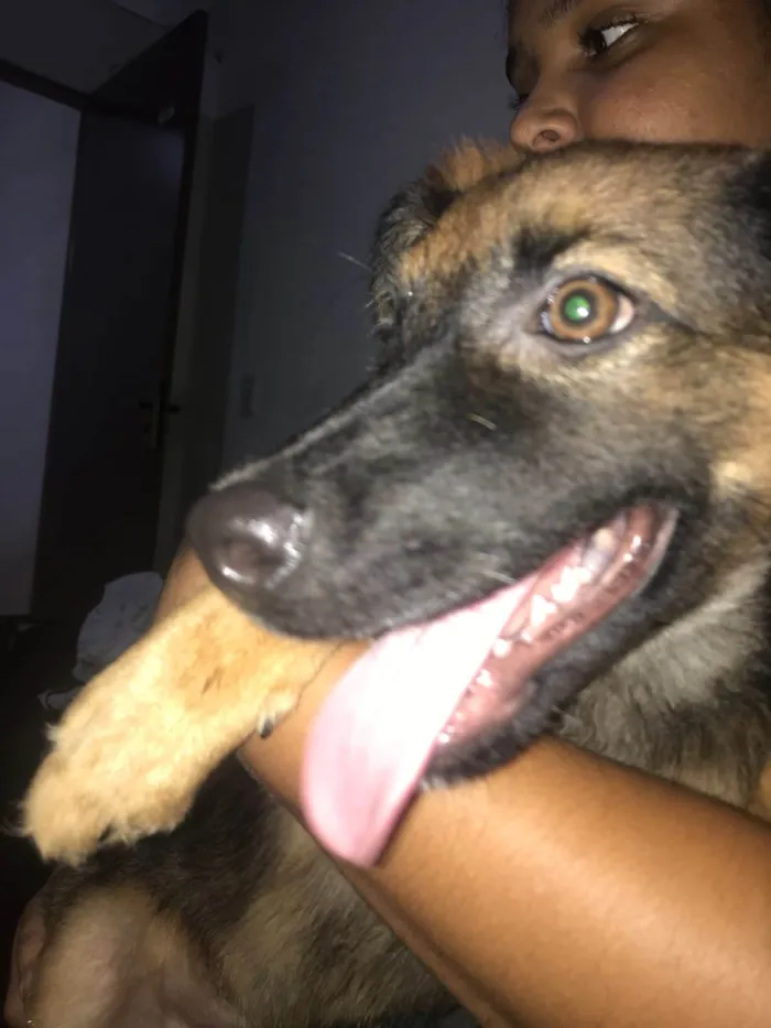 Cachorro ra a SRD-ViraLata idade 1 ano nome NICHOLLAS