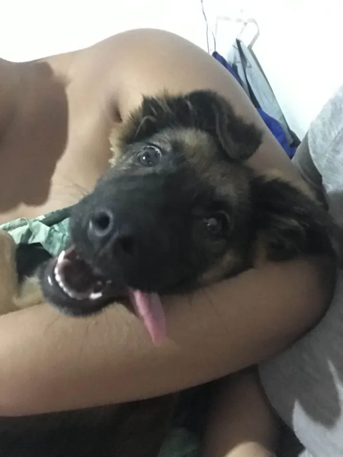 Cachorro ra a SRD-ViraLata idade 1 ano nome NICHOLLAS