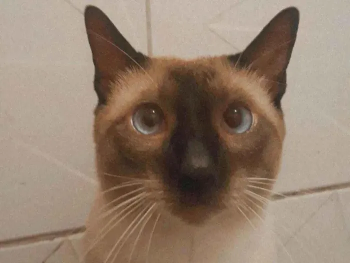 Gato ra a Siamês idade 2 anos nome Yuri