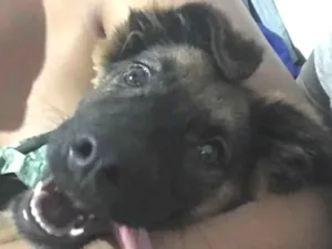 Cachorro raça SRD-ViraLata idade 1 ano nome NICHOLLAS