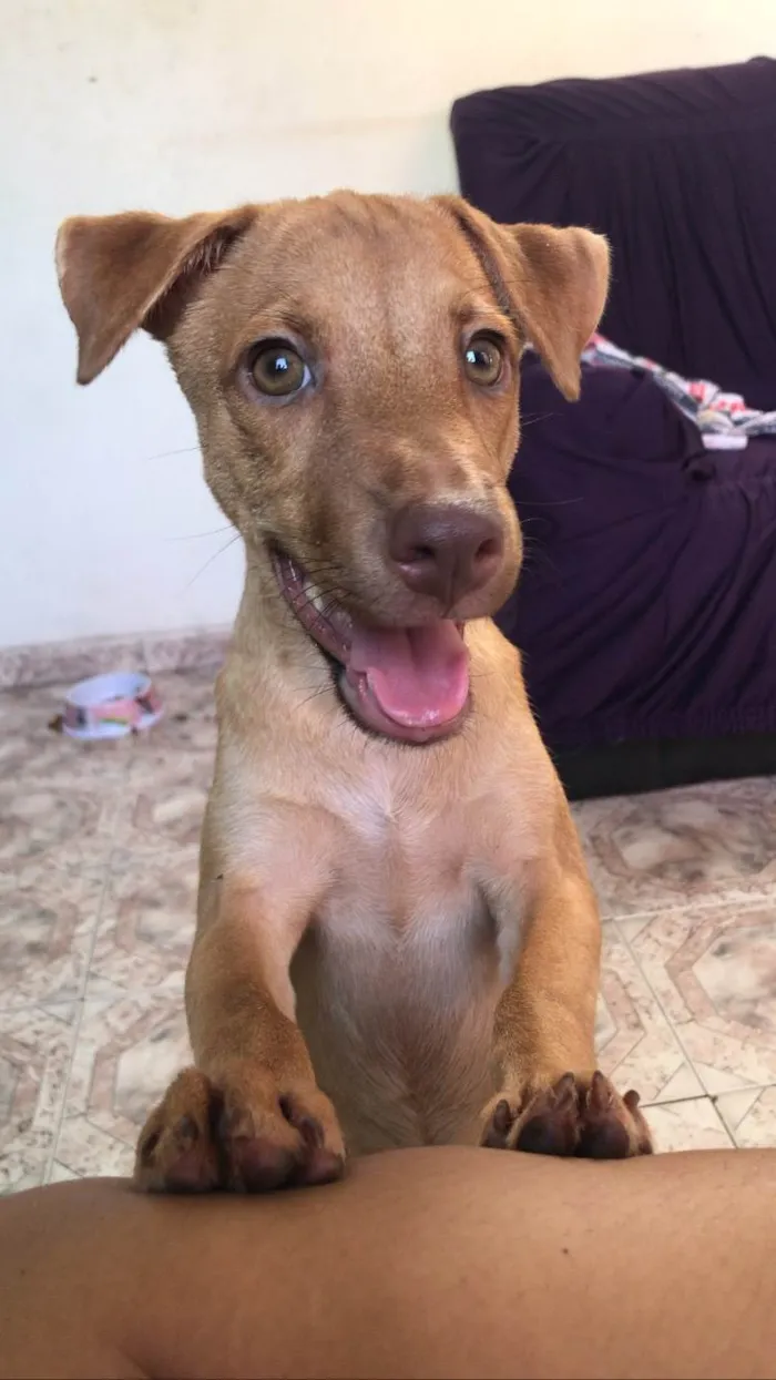Cachorro ra a SRD-ViraLata idade 1 ano nome THEO