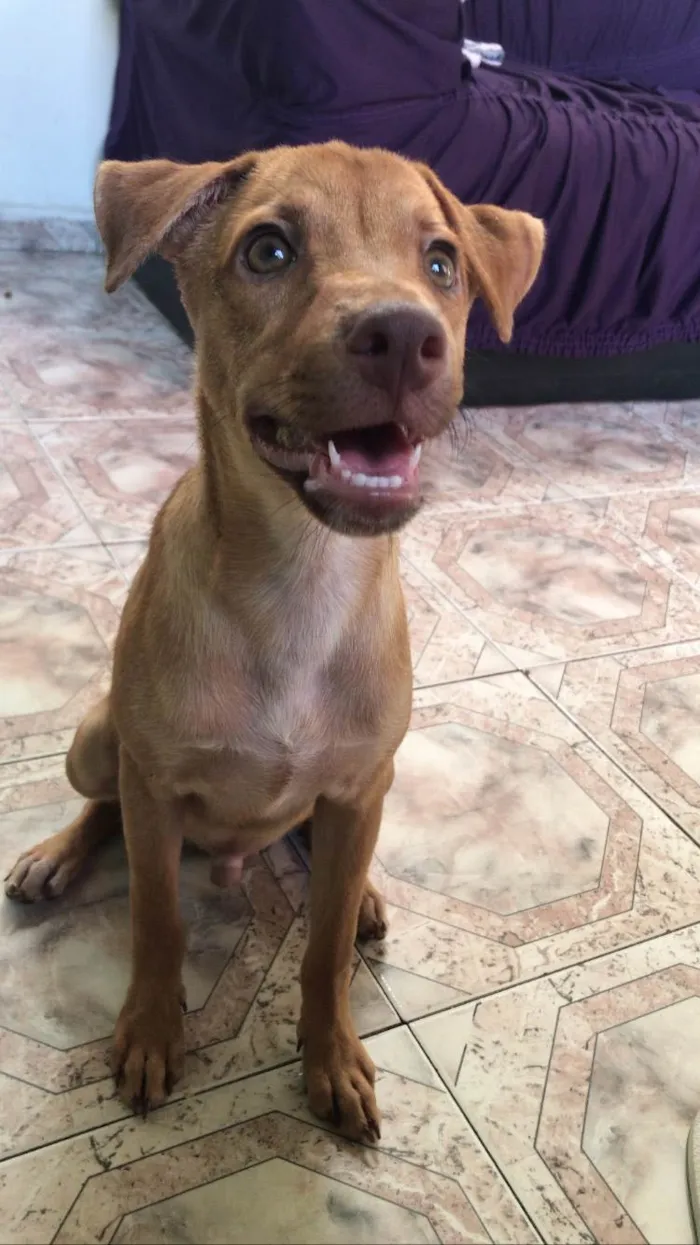 Cachorro ra a SRD-ViraLata idade 1 ano nome THEO