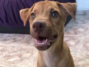 Cachorro raça SRD-ViraLata idade 1 ano nome THEO