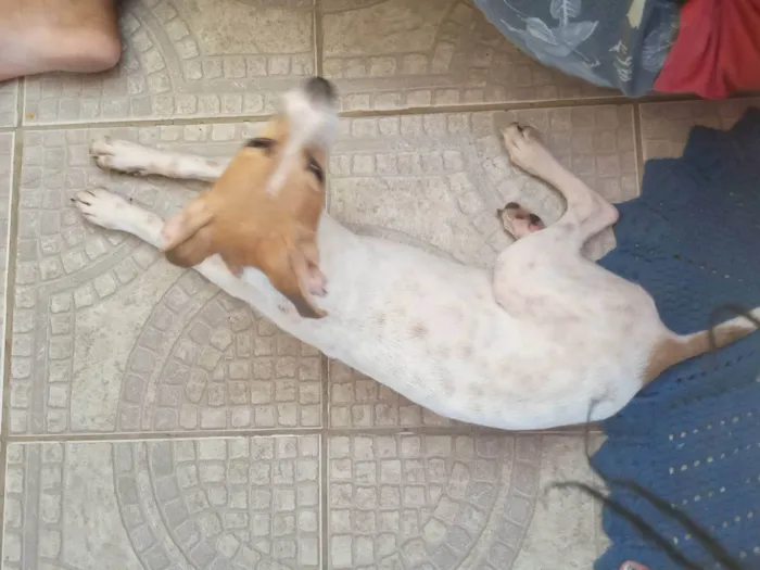 Cachorro ra a SRD-ViraLata idade 2 a 6 meses nome Luna