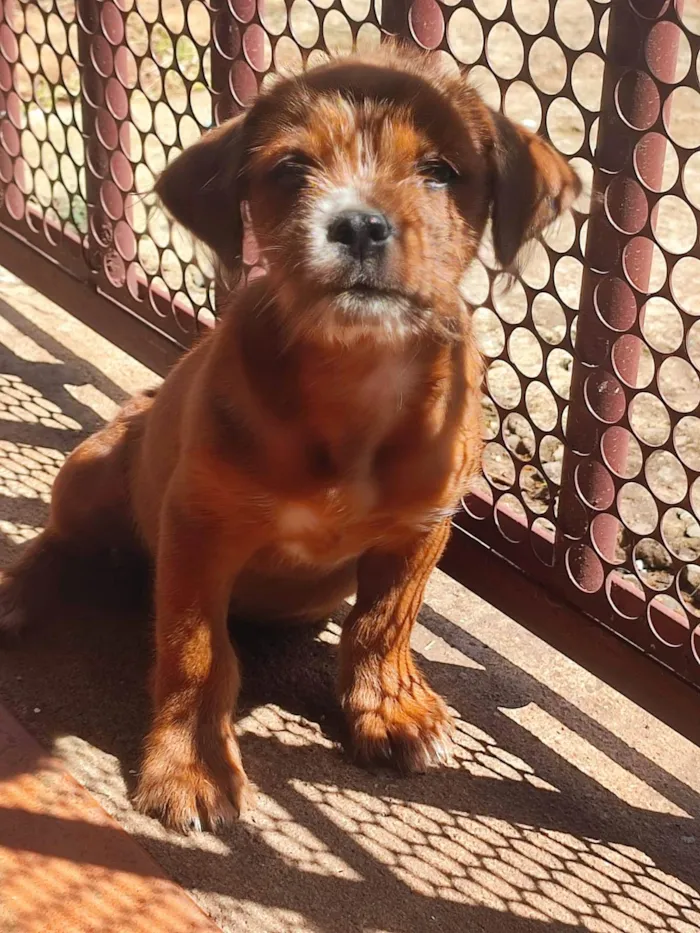 Cachorro ra a Mestiço idade 2 a 6 meses nome Caramelo