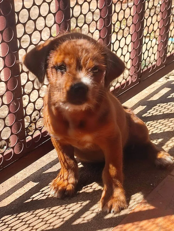 Cachorro ra a Mestiço idade 2 a 6 meses nome Caramelo